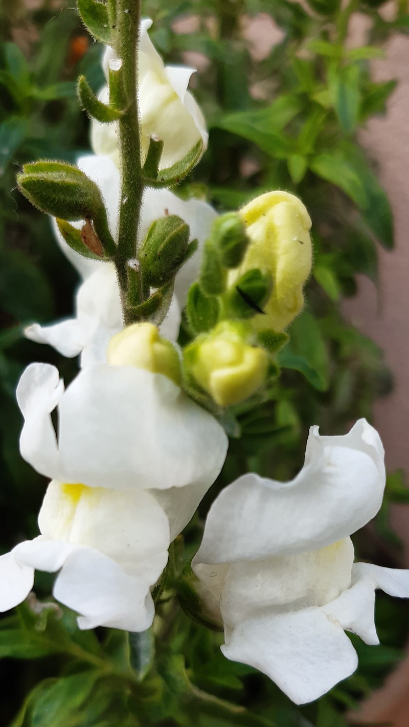 Garden Snapdragon photo 6