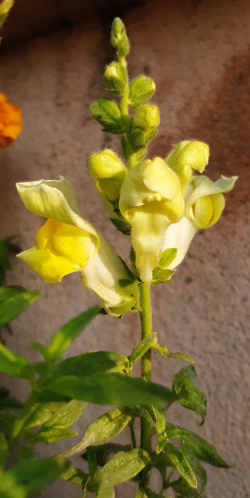 Garden Snapdragon photo 7