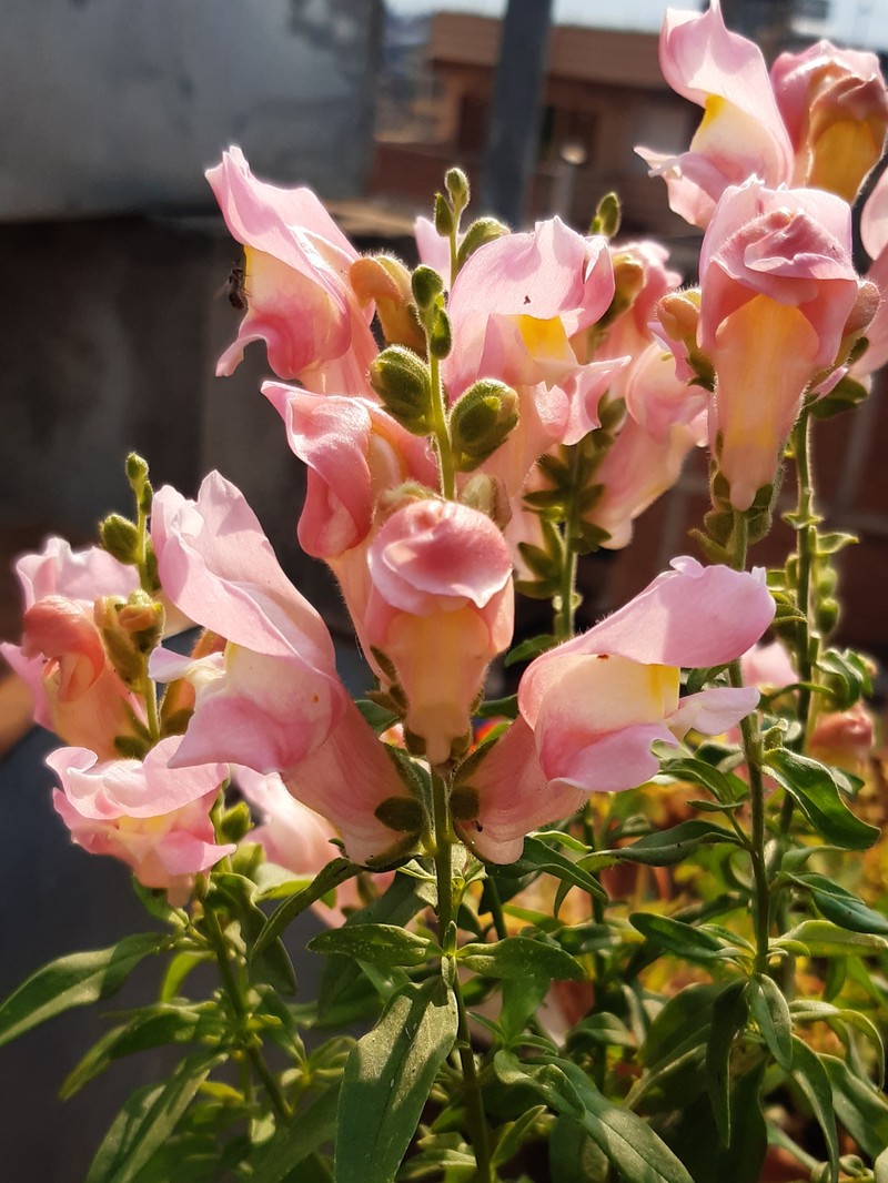 Garden Snapdragon photo 8