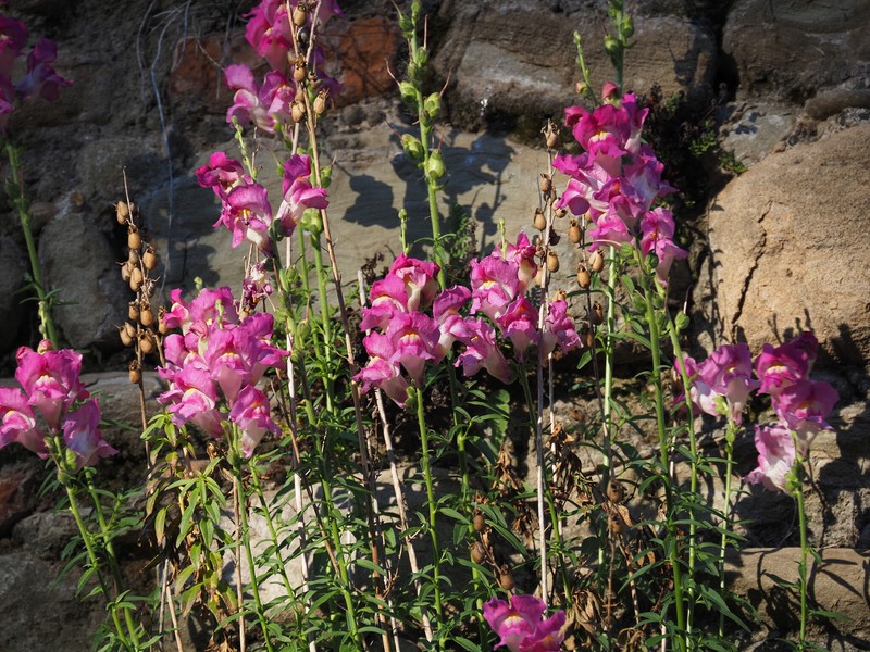 Antirrhinum majus var. majus
