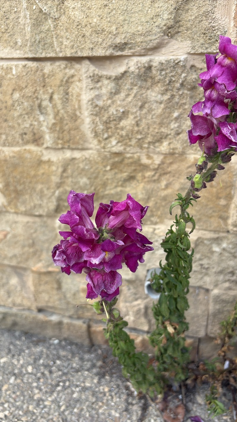 Antirrhinum majus var. majus photo 2
