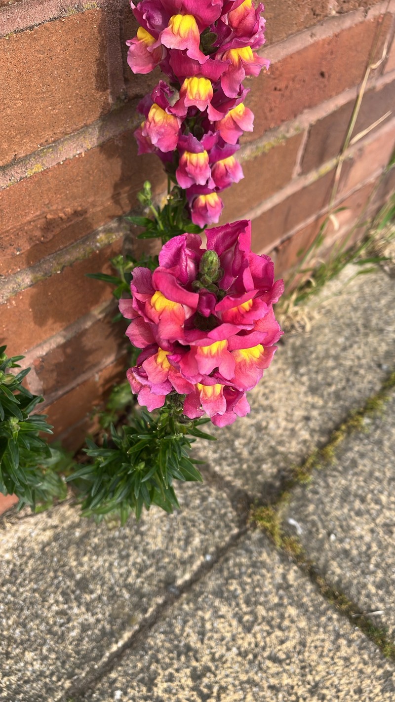 Antirrhinum majus var. majus photo 3