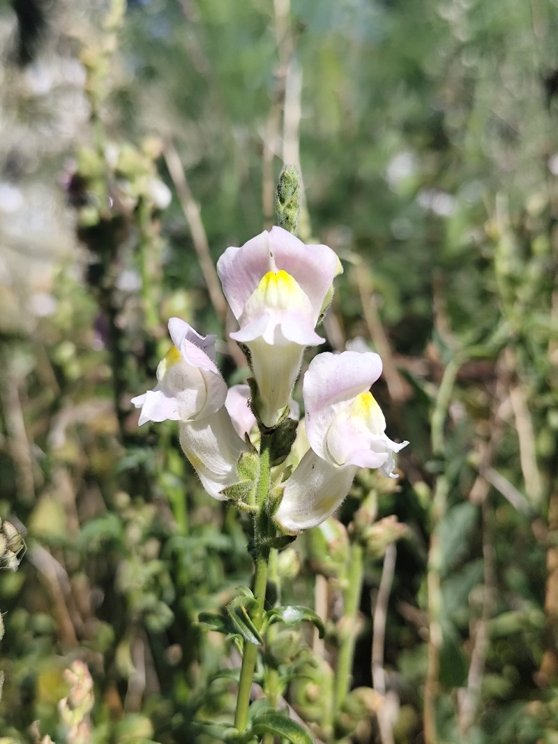 Antirrhinum majus var. majus photo 4