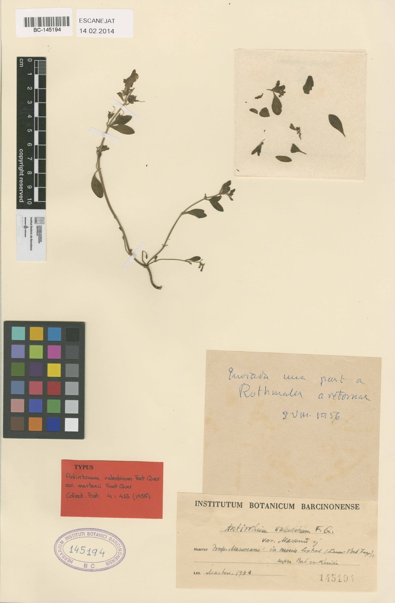 Antirrhinum martenii