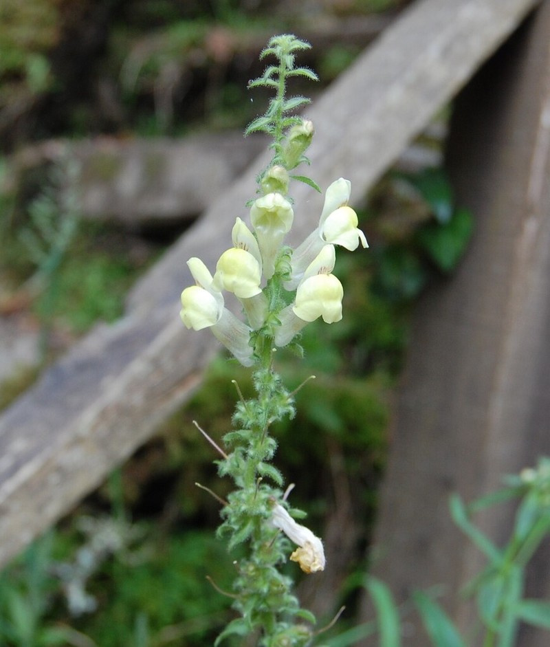 Antirrhinum meonanthum