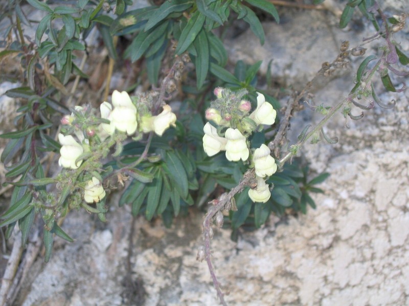 Antirrhinum meonanthum photo 2