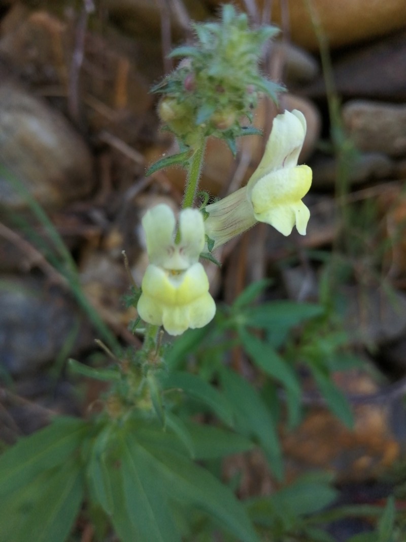 Antirrhinum meonanthum photo 3