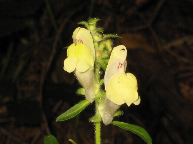 Antirrhinum meonanthum photo 4