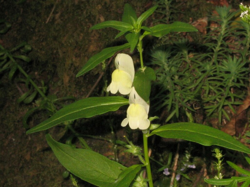 Antirrhinum meonanthum photo 5
