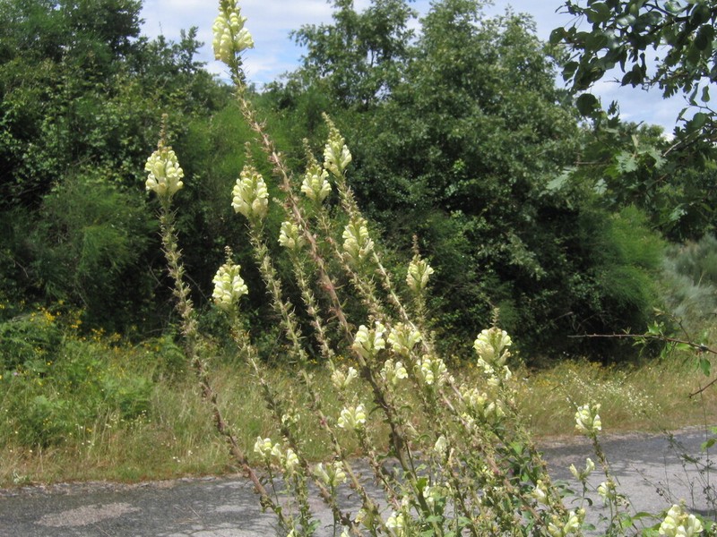 Antirrhinum meonanthum photo 6