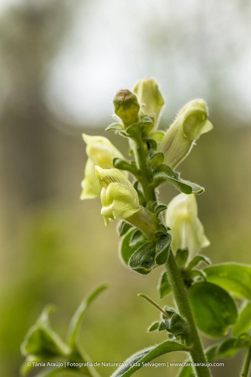 Antirrhinum meonanthum photo 7