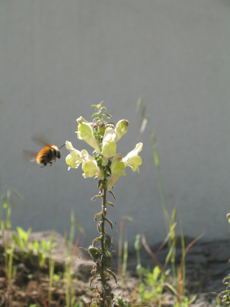 Antirrhinum meonanthum photo 8