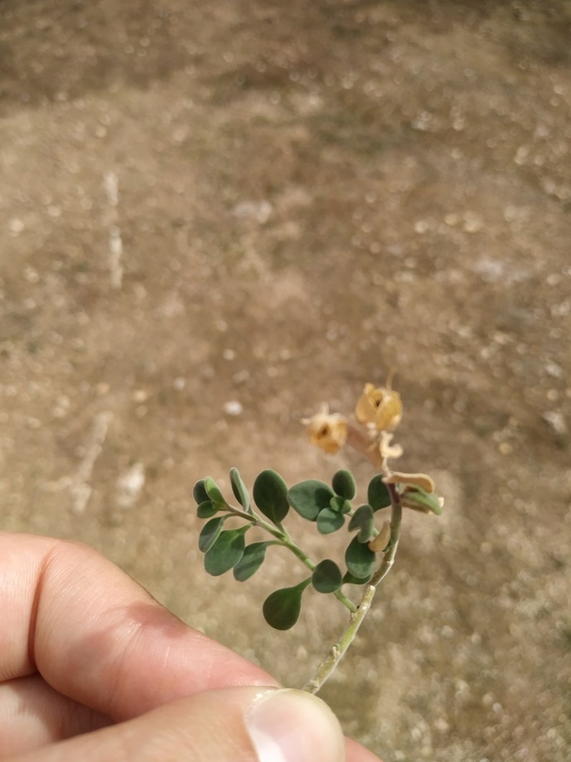 Antirrhinum microphyllum