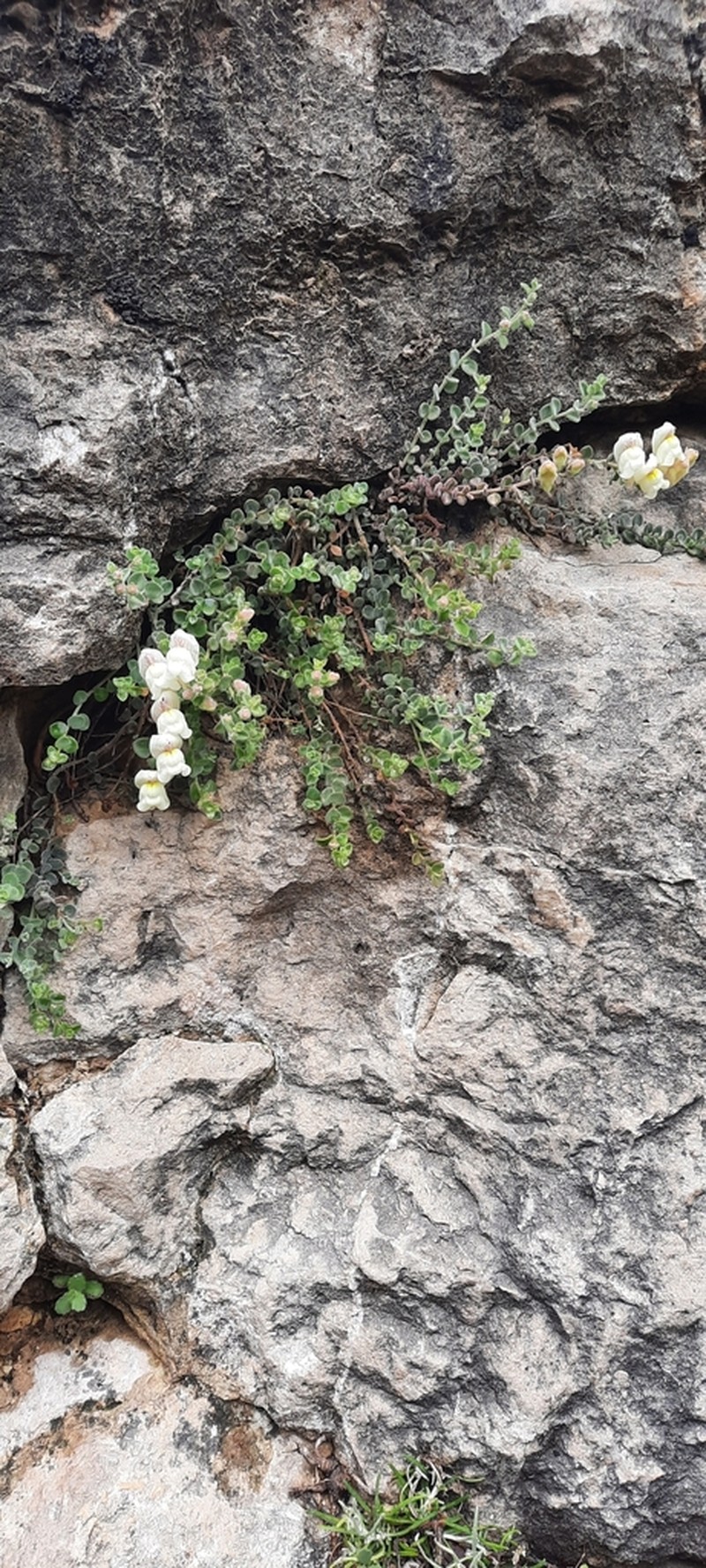 Antirrhinum microphyllum photo 3