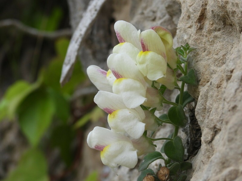 Antirrhinum microphyllum photo 4
