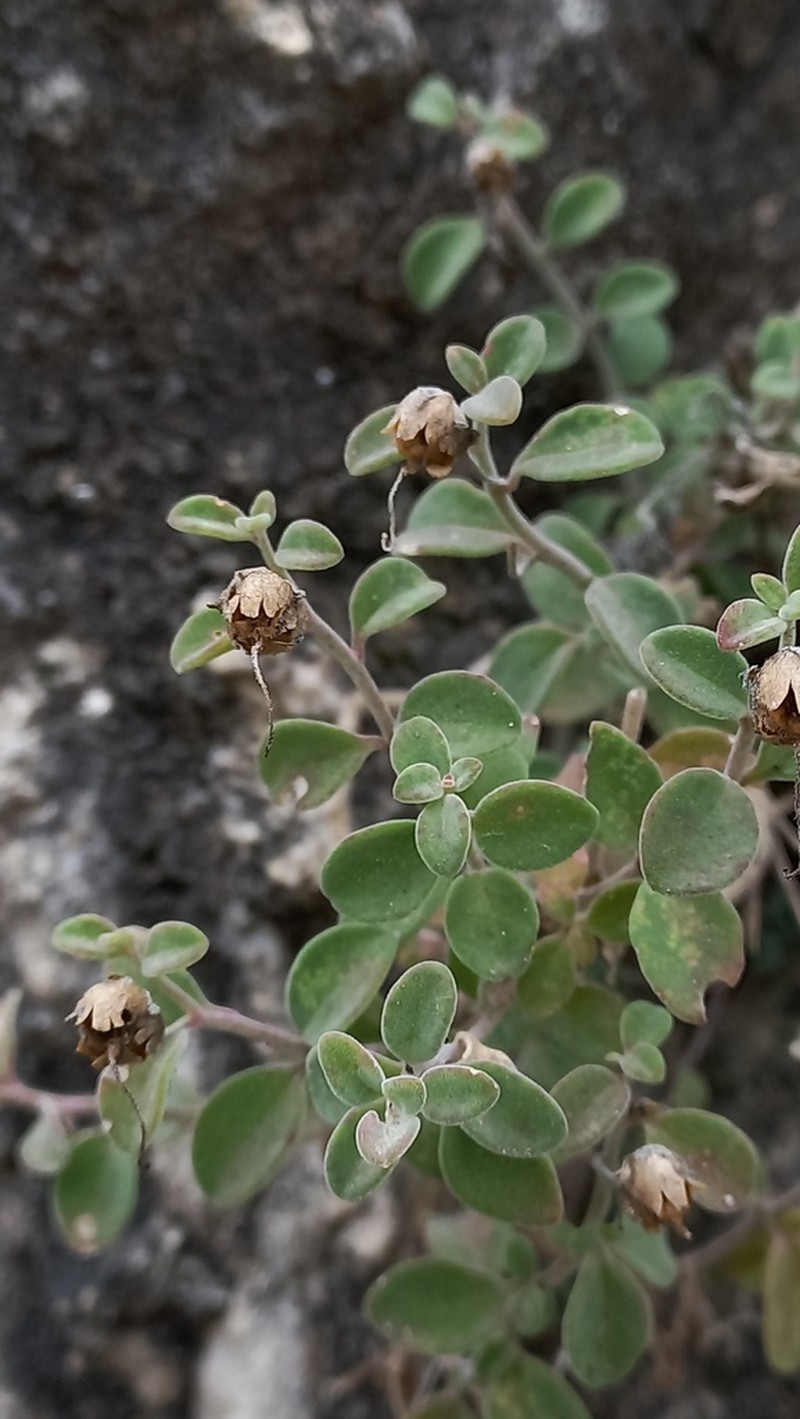 Antirrhinum microphyllum photo 5