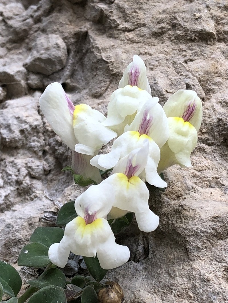 Antirrhinum microphyllum photo 6