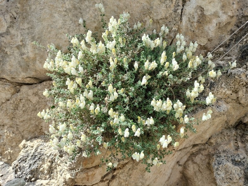 Antirrhinum microphyllum photo 7