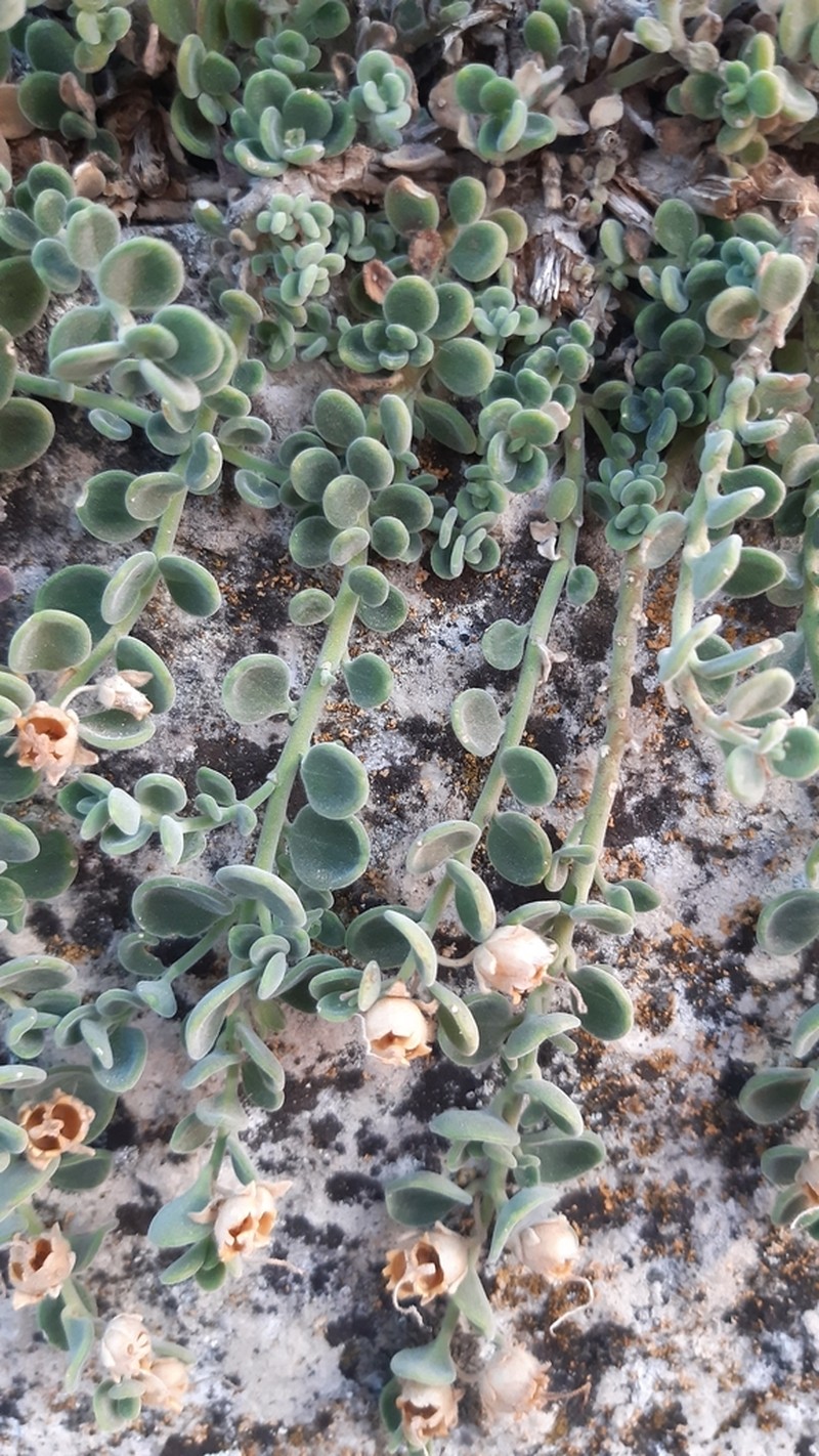 Antirrhinum microphyllum photo 8