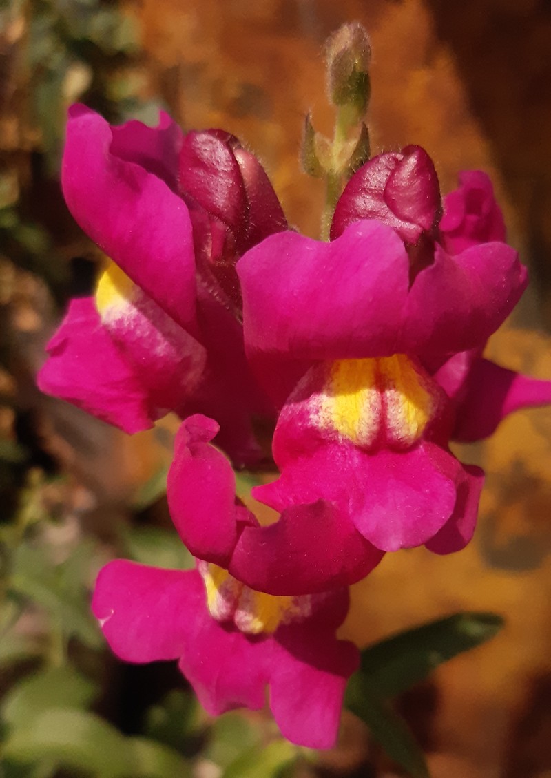 Antirrhinum molle photo 2