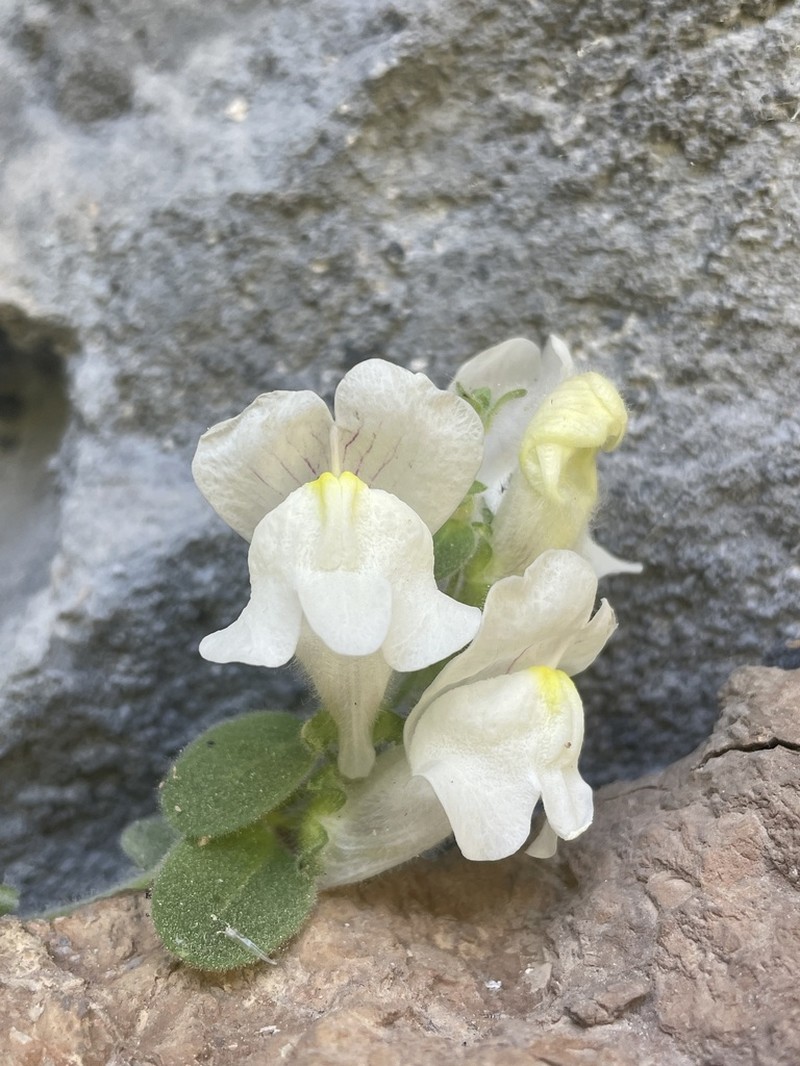 Antirrhinum molle photo 3