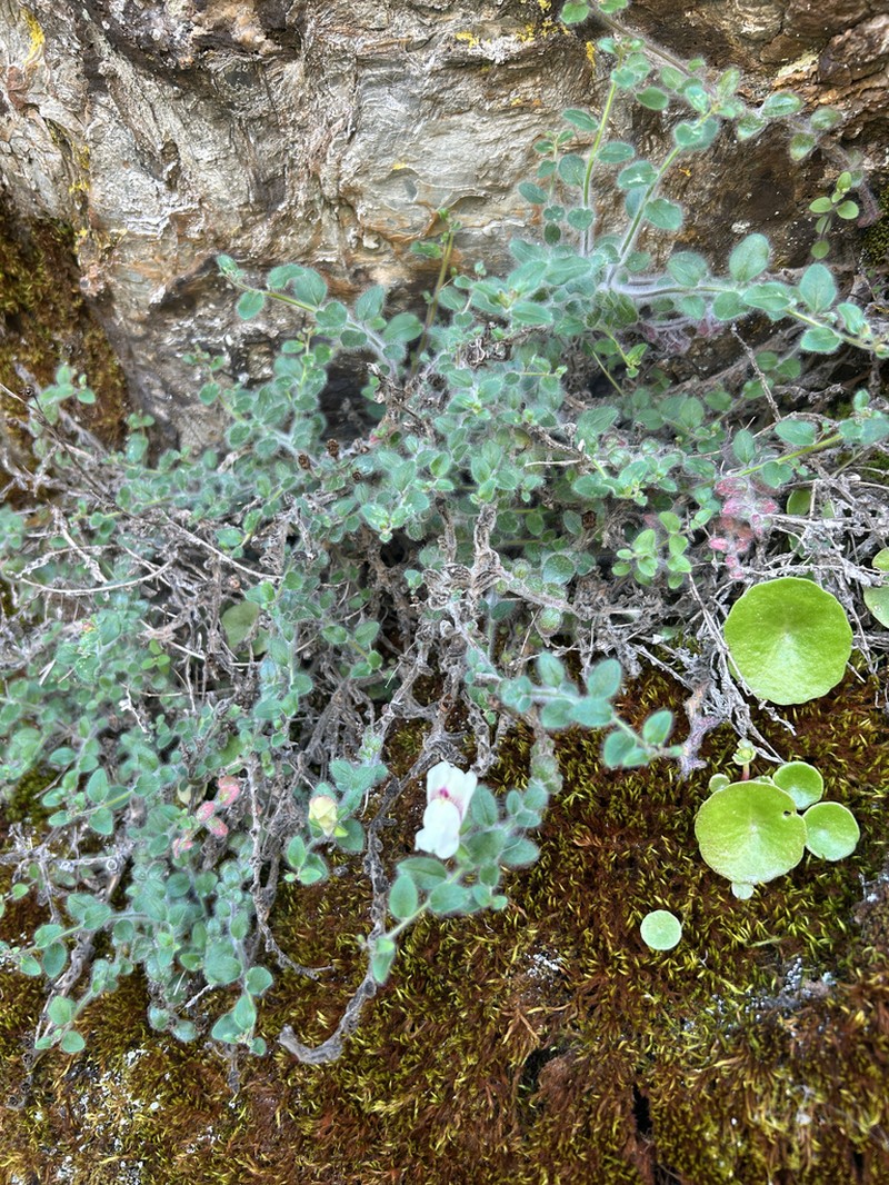 Antirrhinum molle photo 4