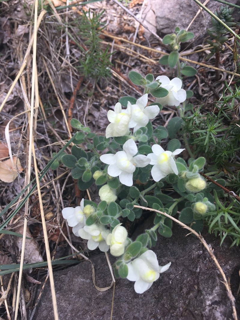 Antirrhinum molle photo 5