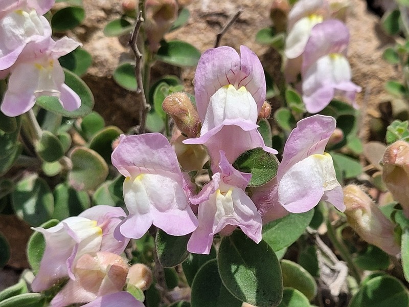 Antirrhinum molle photo 6