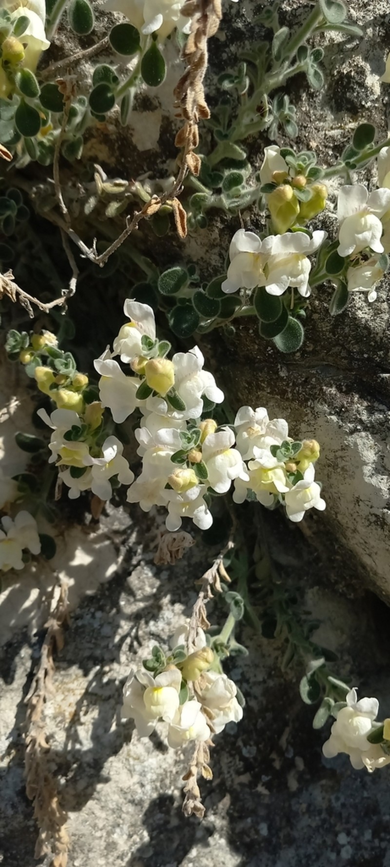 Antirrhinum molle photo 7