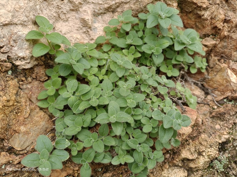 Antirrhinum mollissimum