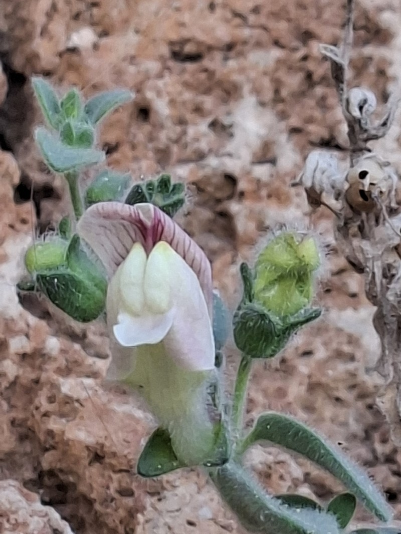 Antirrhinum mollissimum photo 2