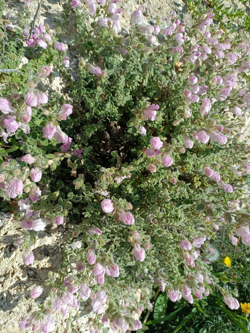 Antirrhinum mollissimum photo 3