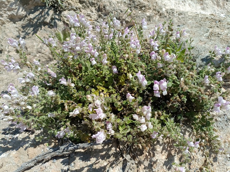 Antirrhinum mollissimum photo 4
