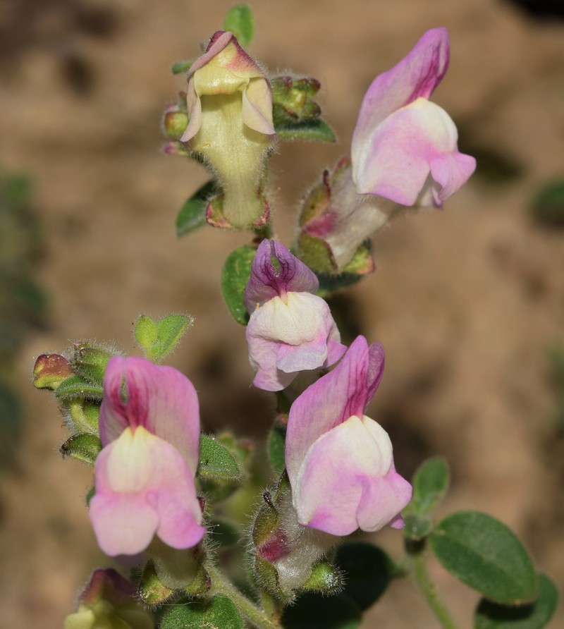 Antirrhinum mollissimum photo 5