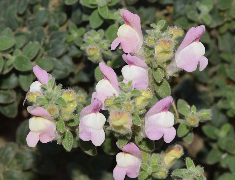 Antirrhinum mollissimum photo 6