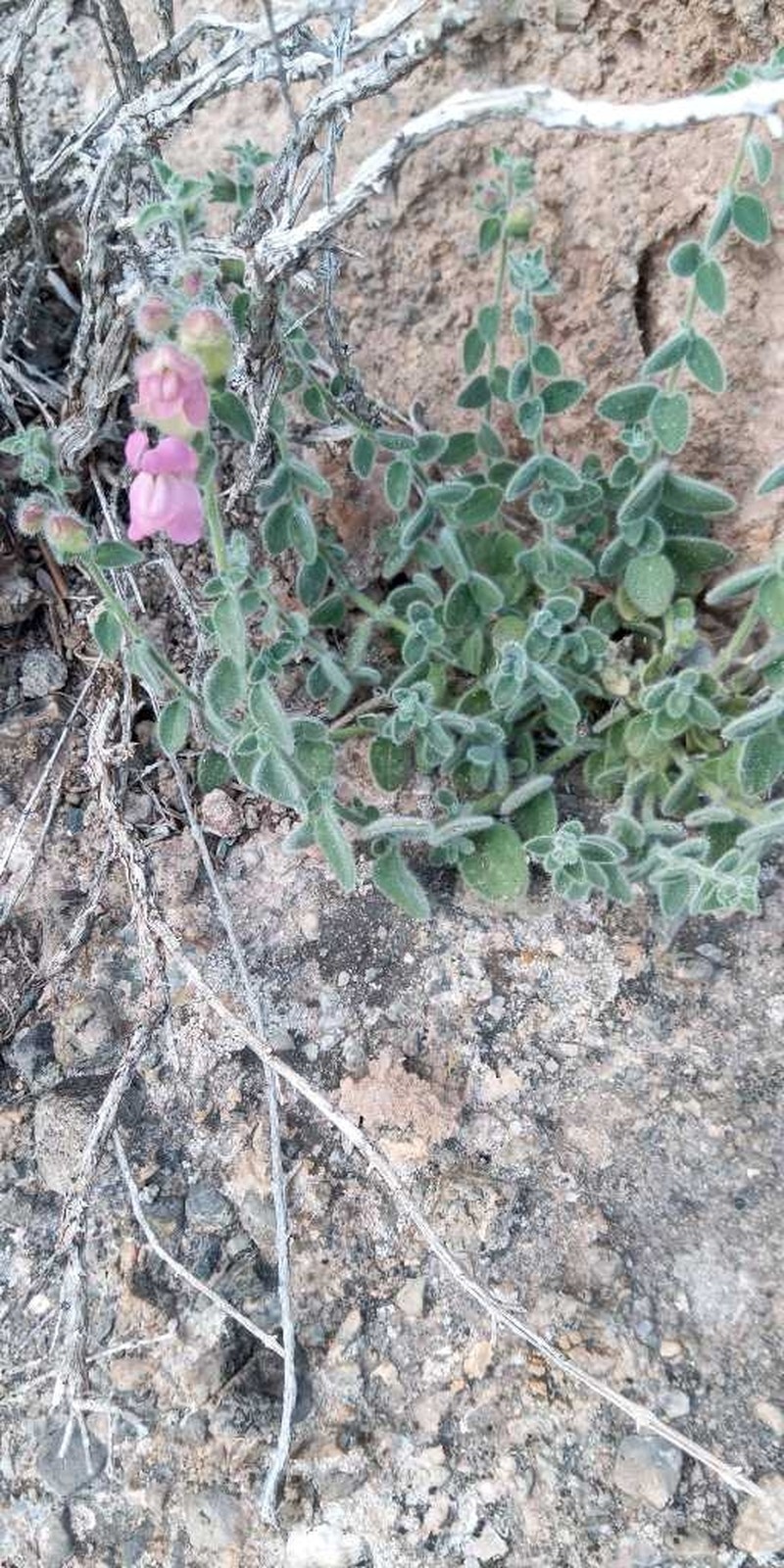 Antirrhinum mollissimum photo 7