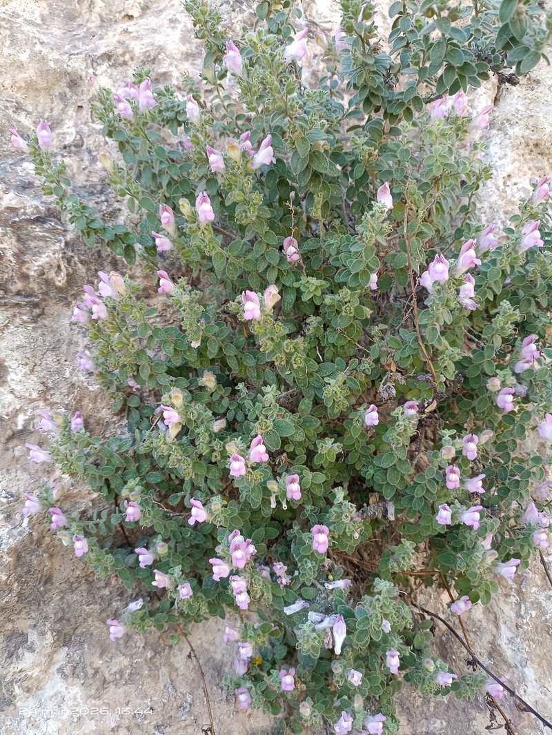Antirrhinum mollissimum photo 8