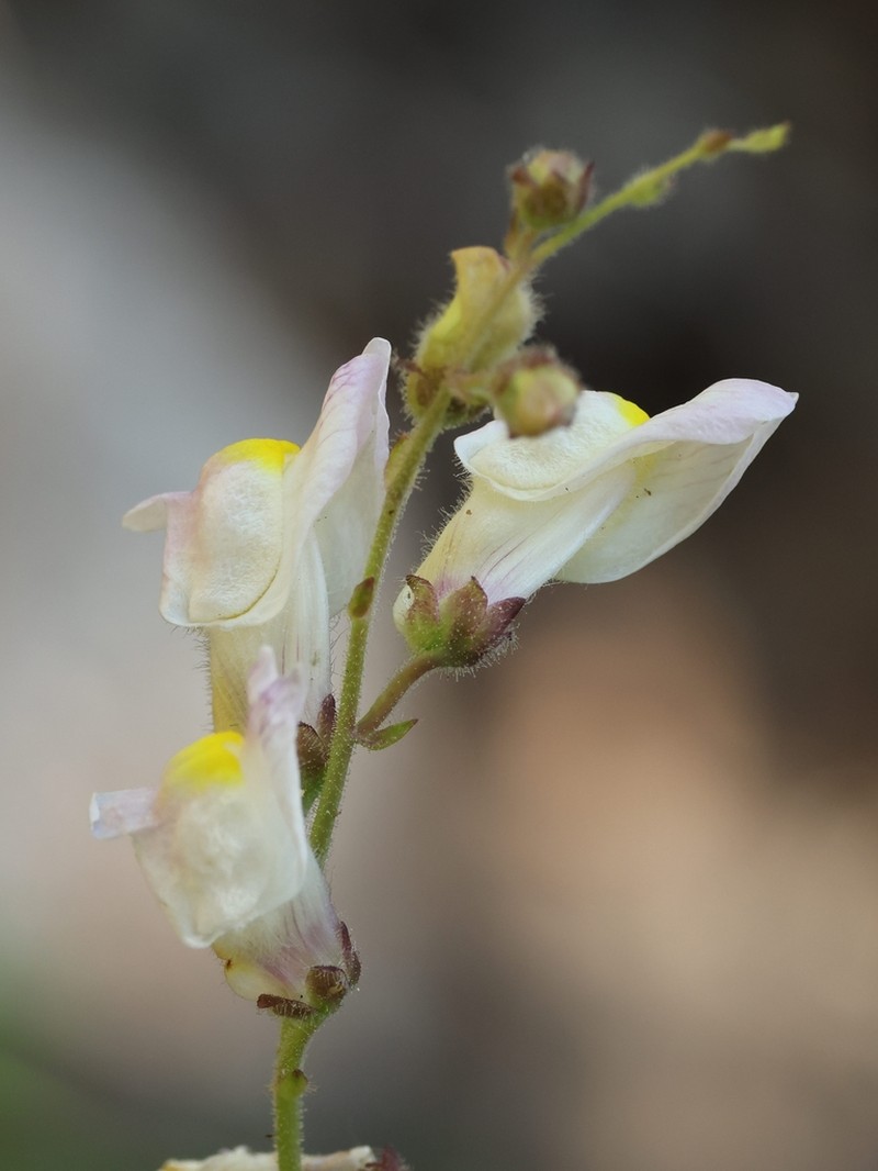 Antirrhinum onubense