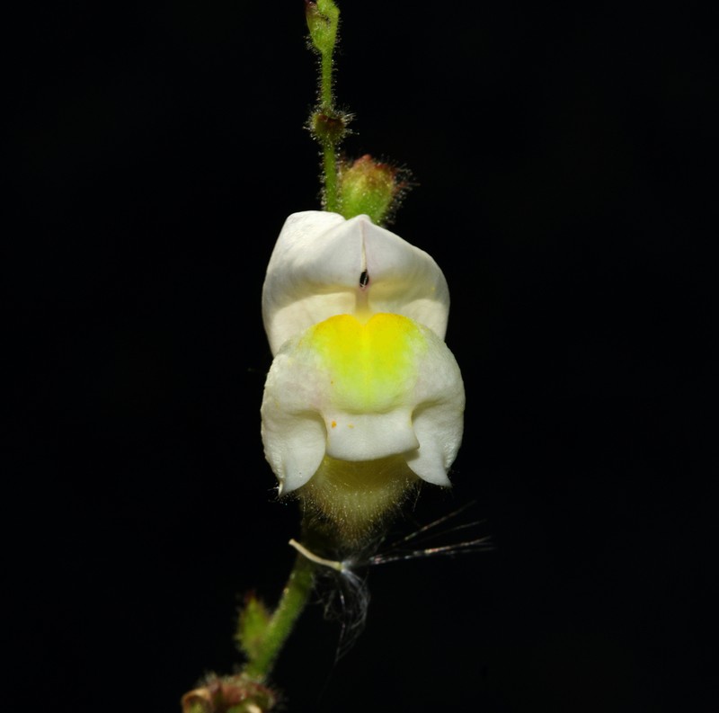 Antirrhinum onubense photo 2