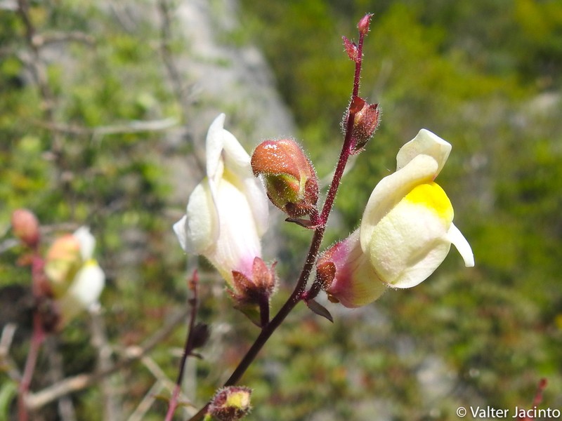 Antirrhinum onubense photo 3