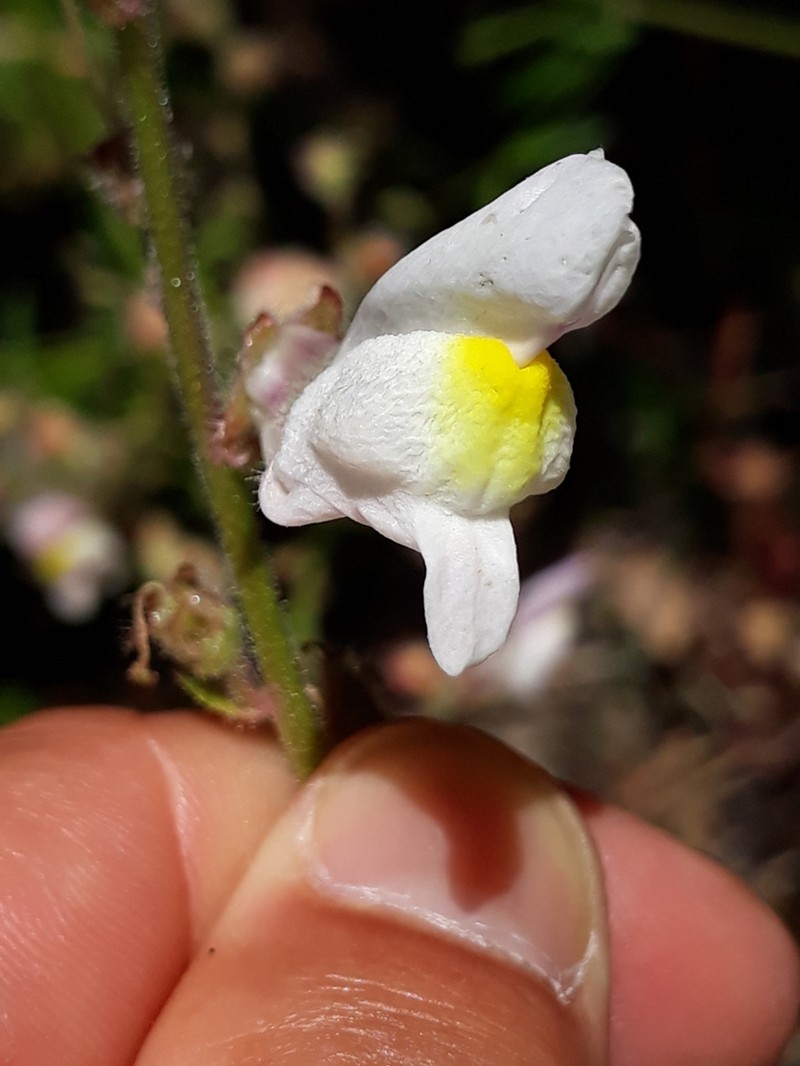 Antirrhinum onubense photo 4