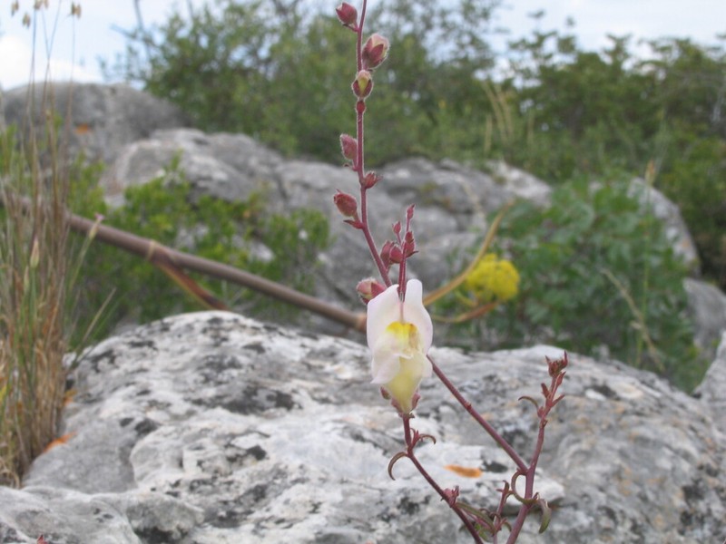 Antirrhinum onubense photo 5