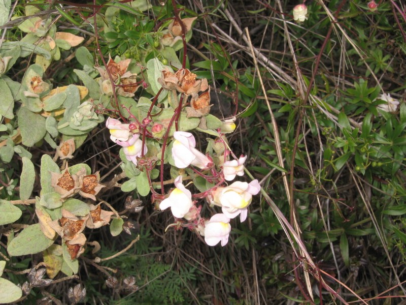 Antirrhinum onubense photo 6