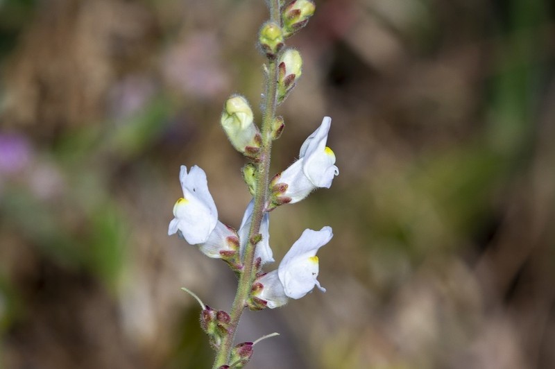 Antirrhinum onubense photo 7