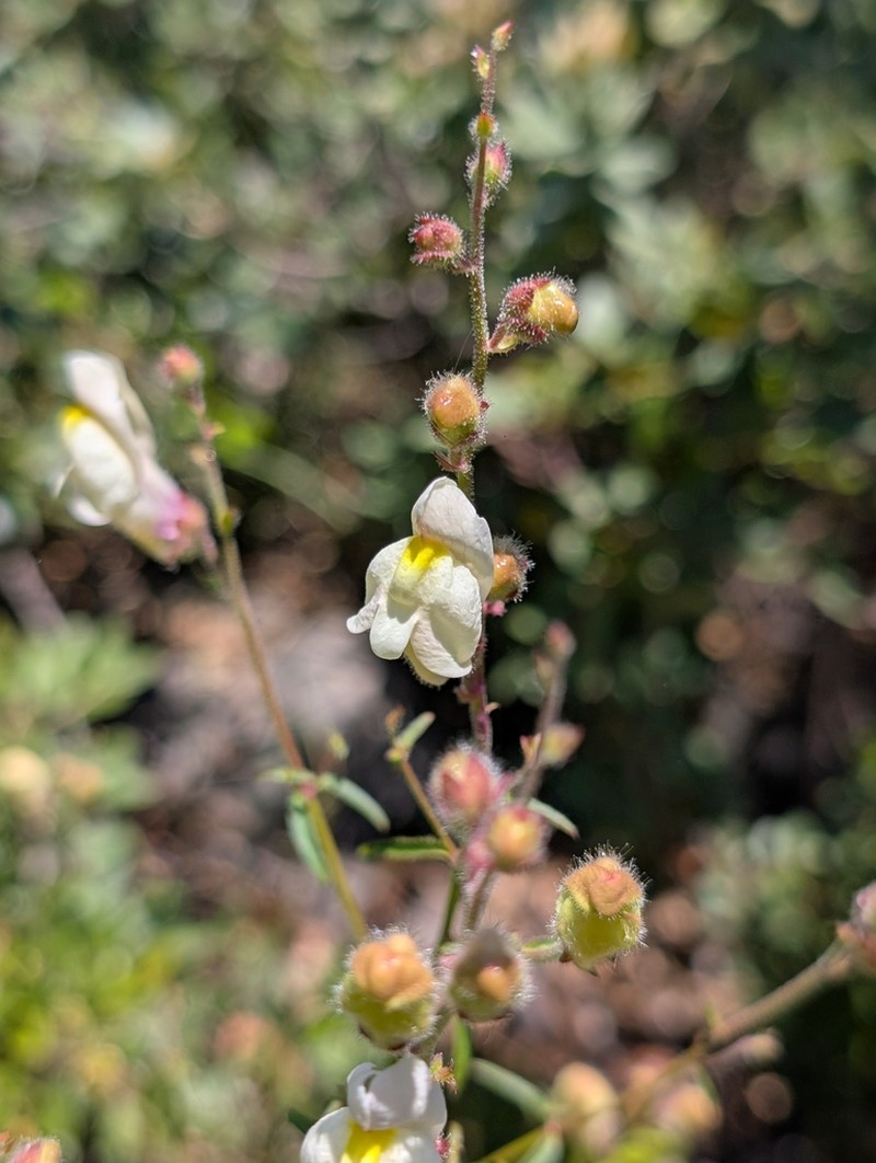 Antirrhinum onubense photo 8