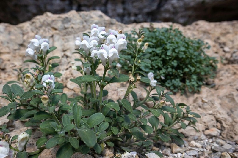Antirrhinum pertegasii