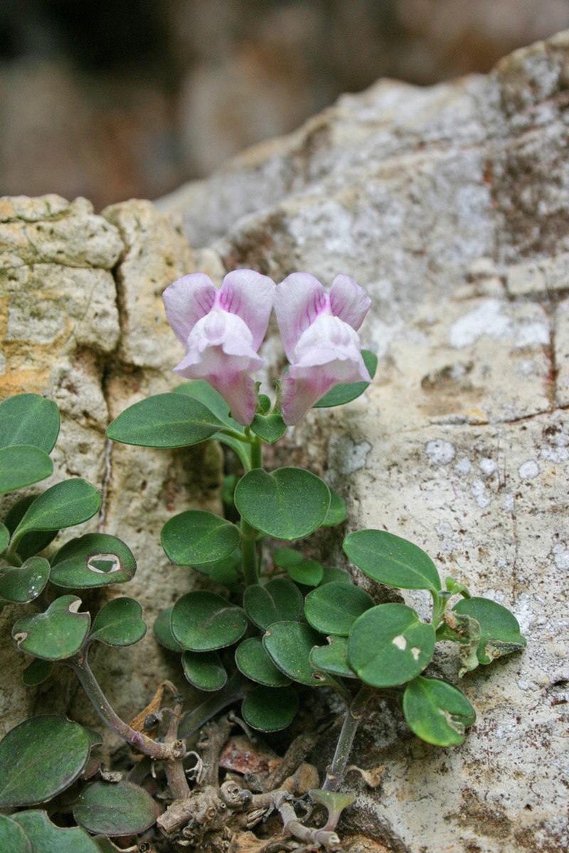 Antirrhinum pertegasii photo 2