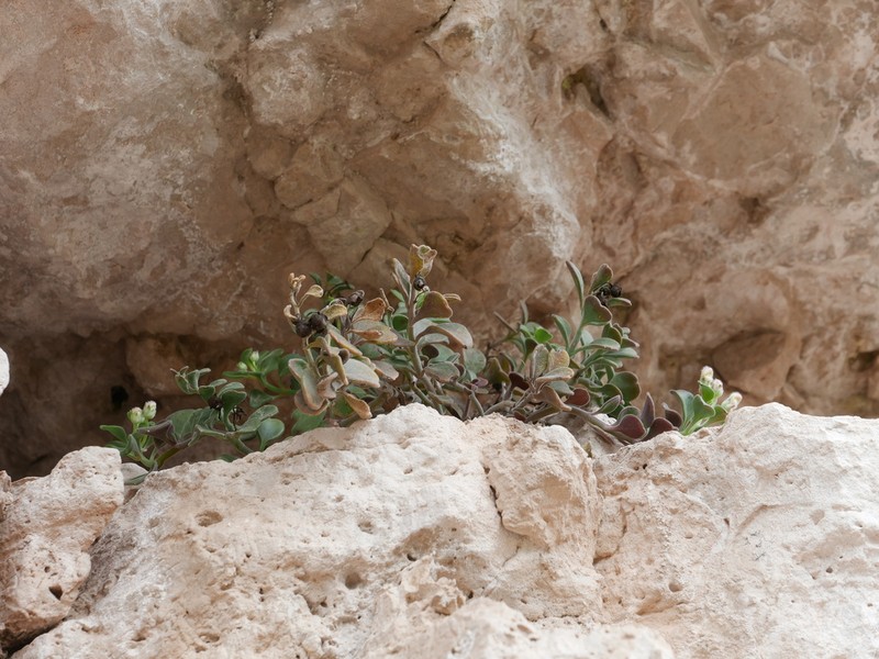 Antirrhinum pertegasii photo 3