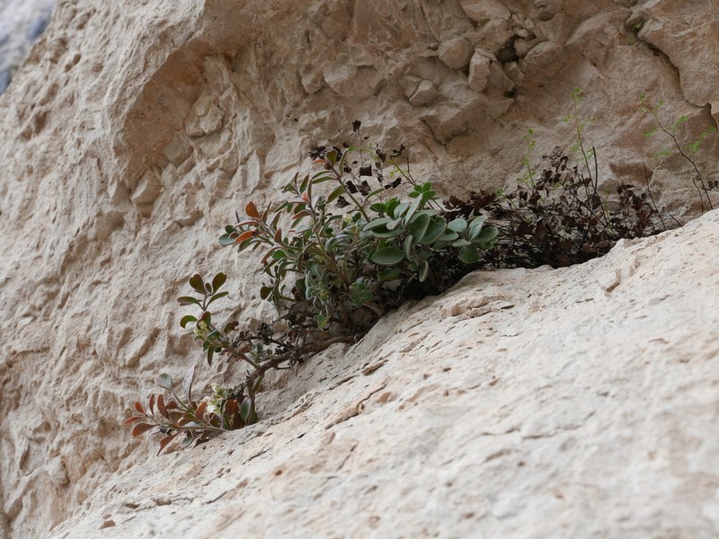 Antirrhinum pertegasii photo 4