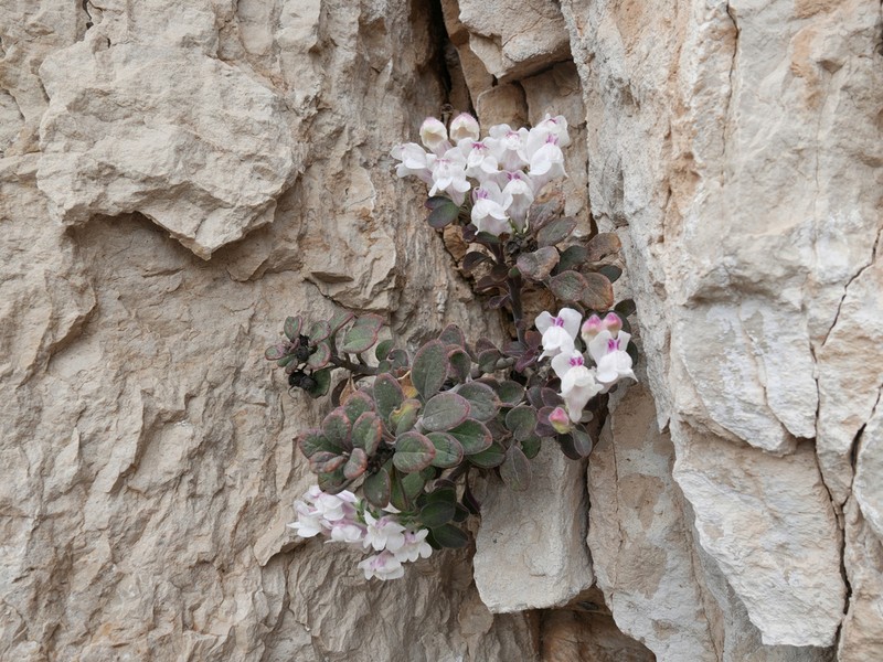 Antirrhinum pertegasii photo 5